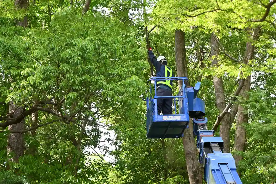 Superior Tree Services Newnan, GA Superior Tree Services Newnan, GA
